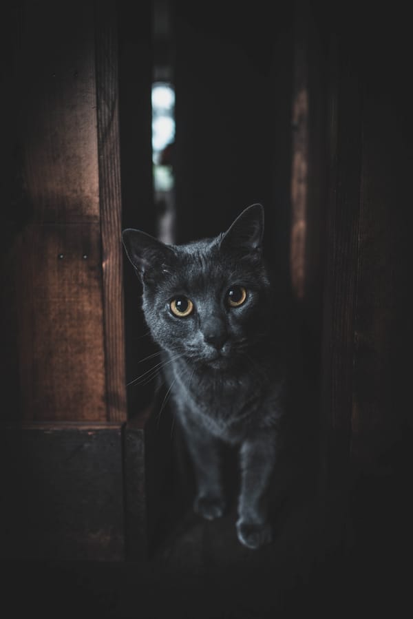 Обои