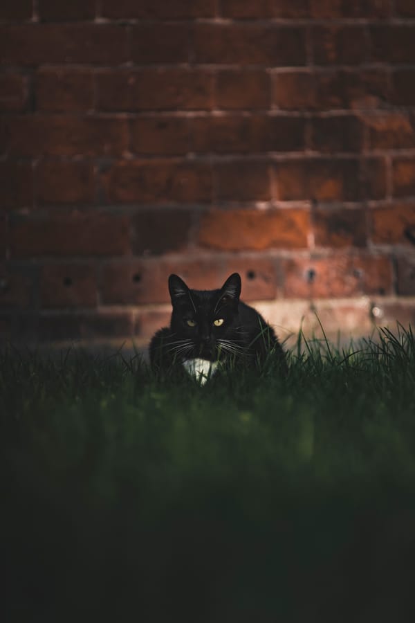 Обои