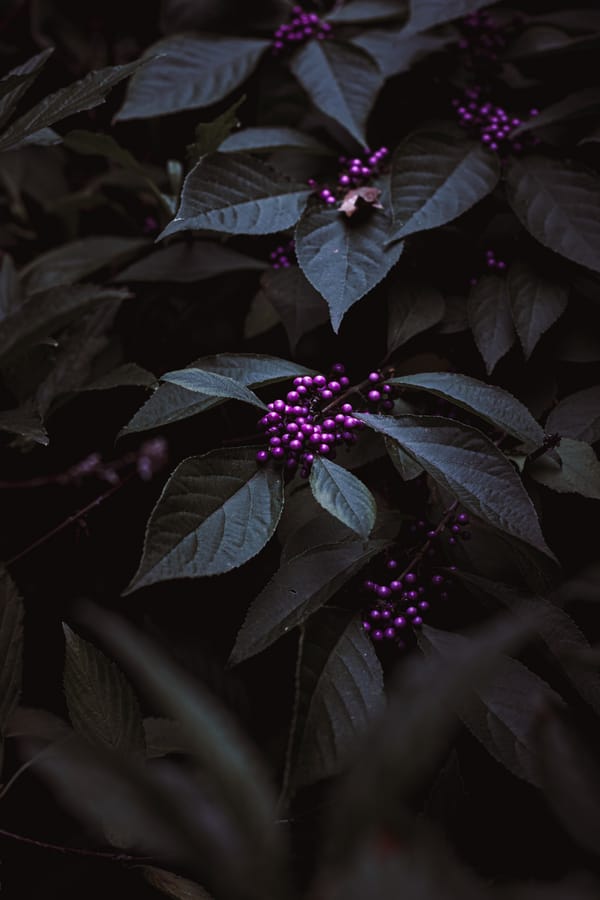 Обои