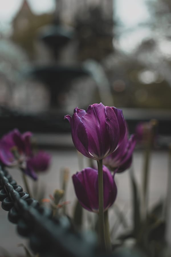 Обои