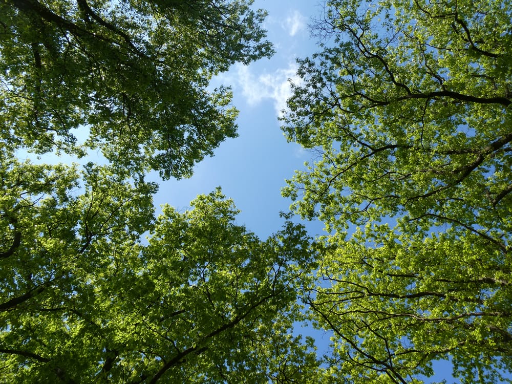 Обои