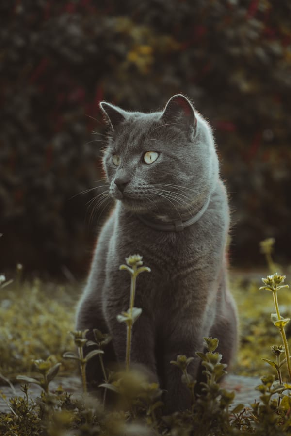 Обои