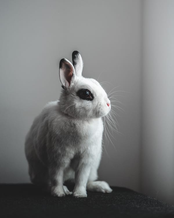Обои