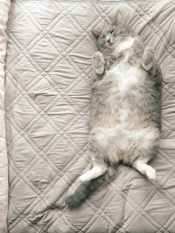 Обои