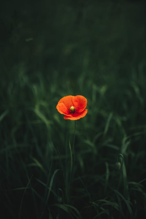 Обои