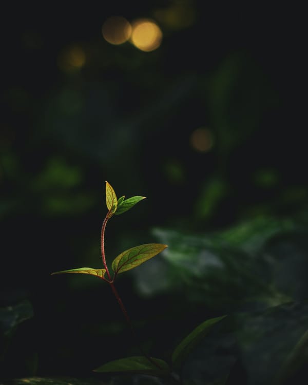 Обои