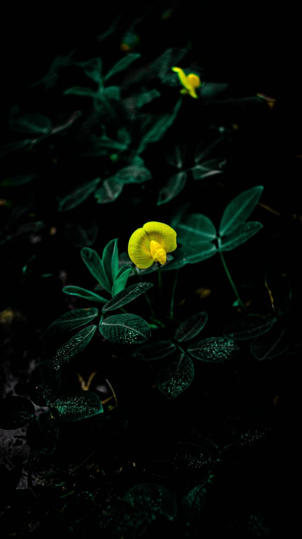 Обои