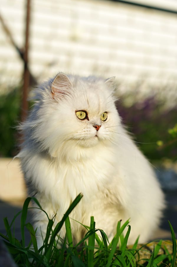 Обои