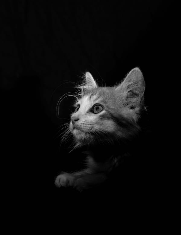 Обои