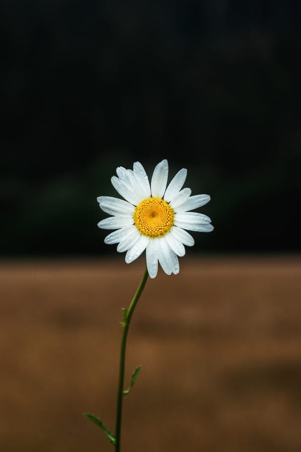 Обои