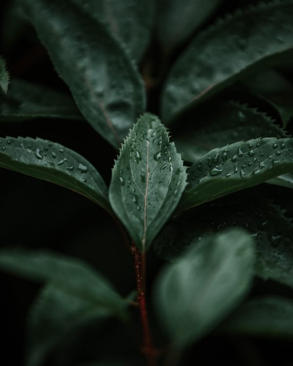 Обои