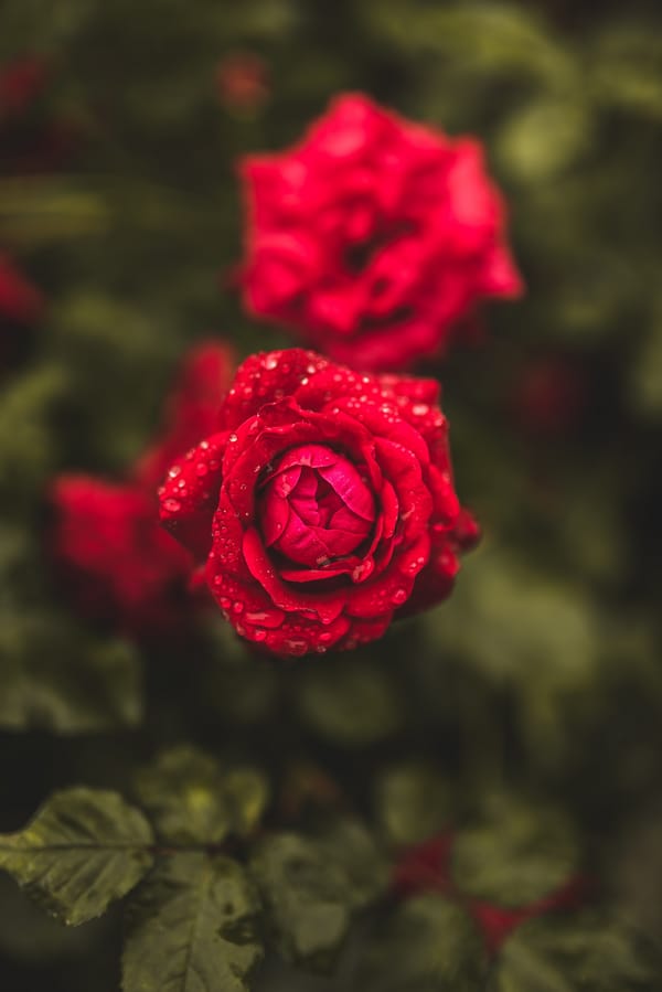 Обои