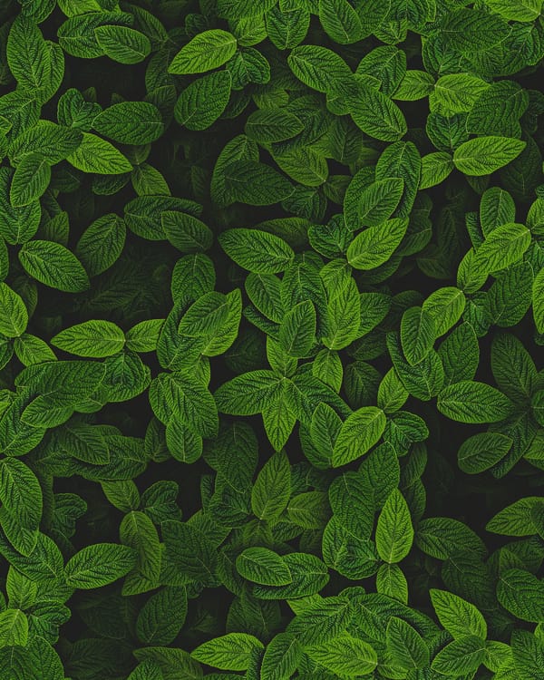 Обои