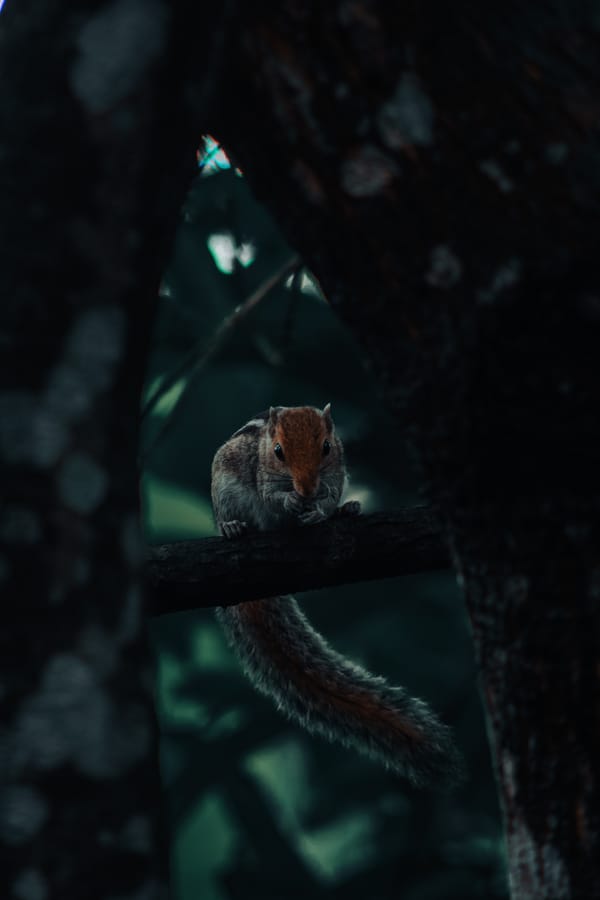 Обои