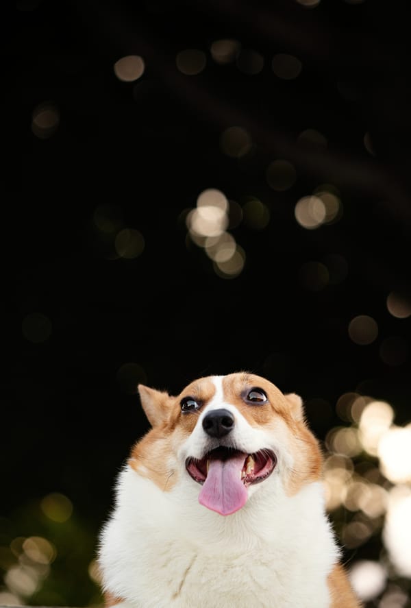 Обои