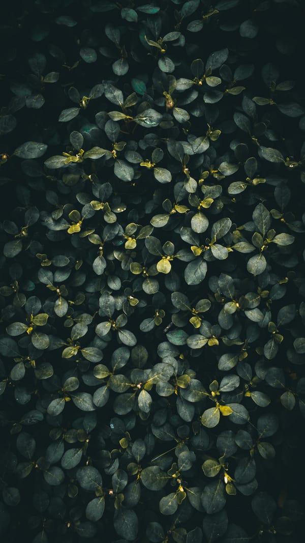 Обои