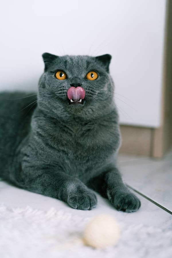 Обои