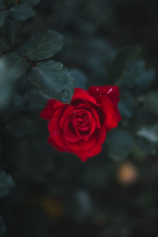 Обои