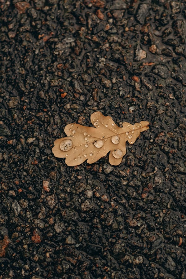 Обои