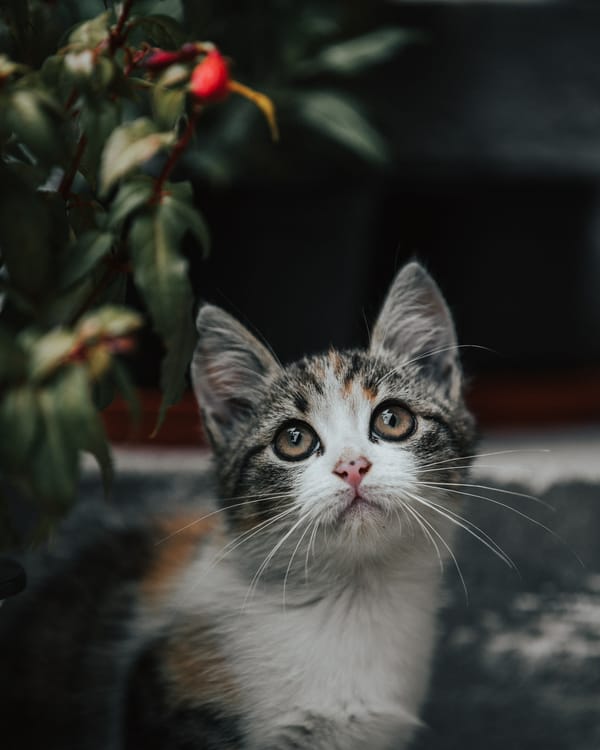 Обои