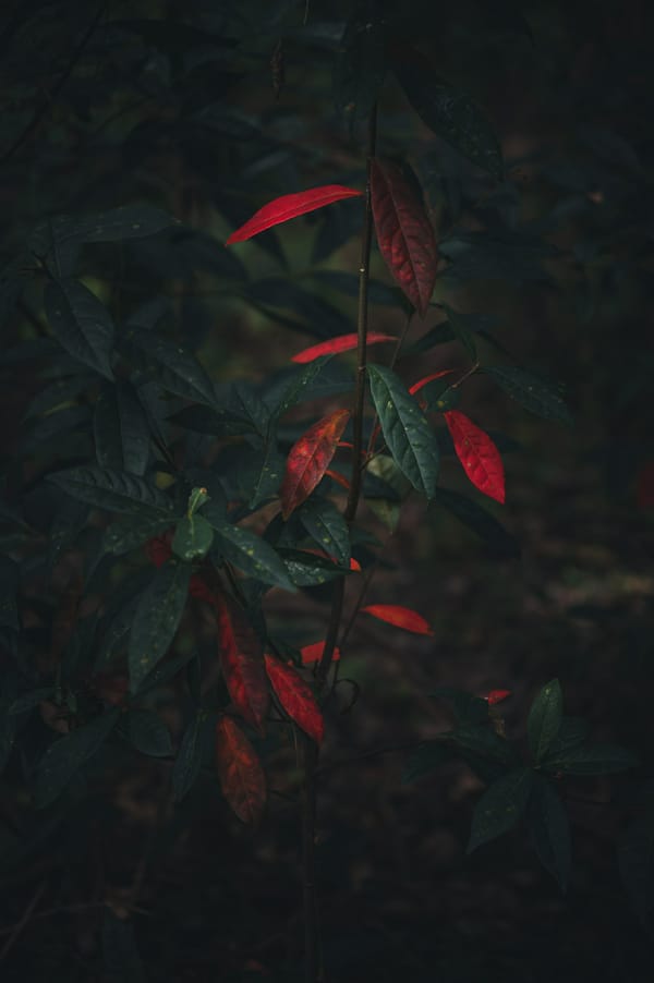 Обои