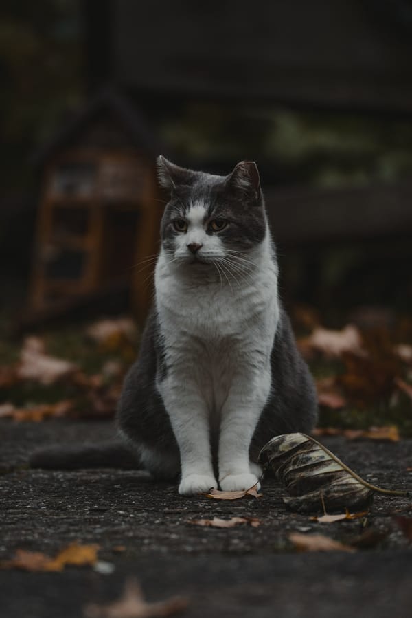 Обои