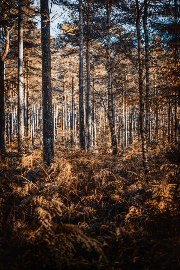 Обои