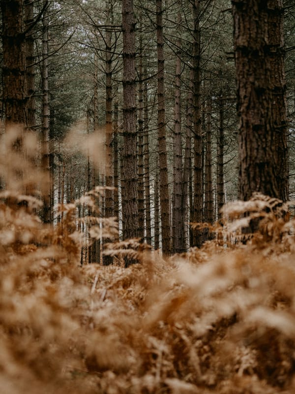 Обои