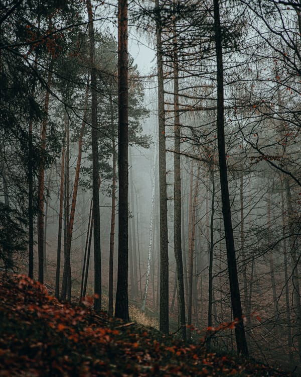 Обои