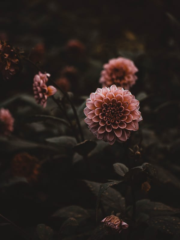 Обои