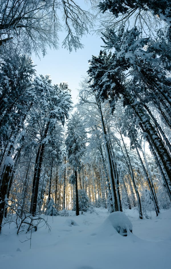 Обои