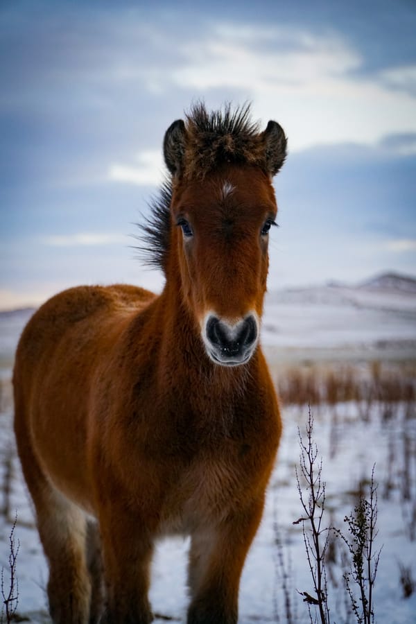 Фото: пони, лошадь, животное