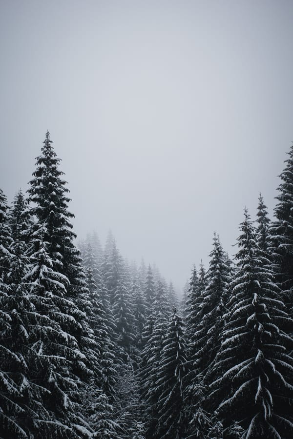 Обои