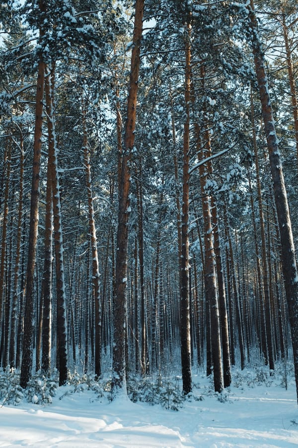 Обои