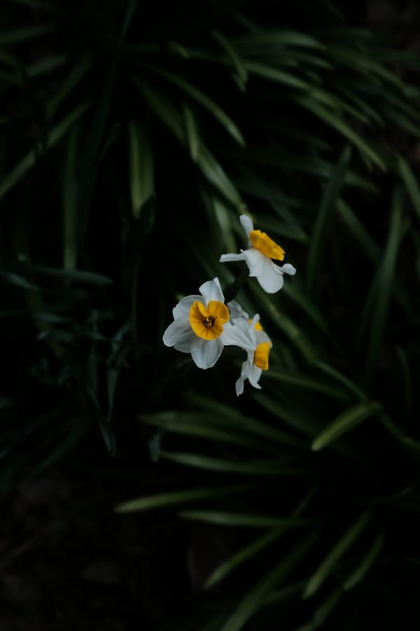 Обои