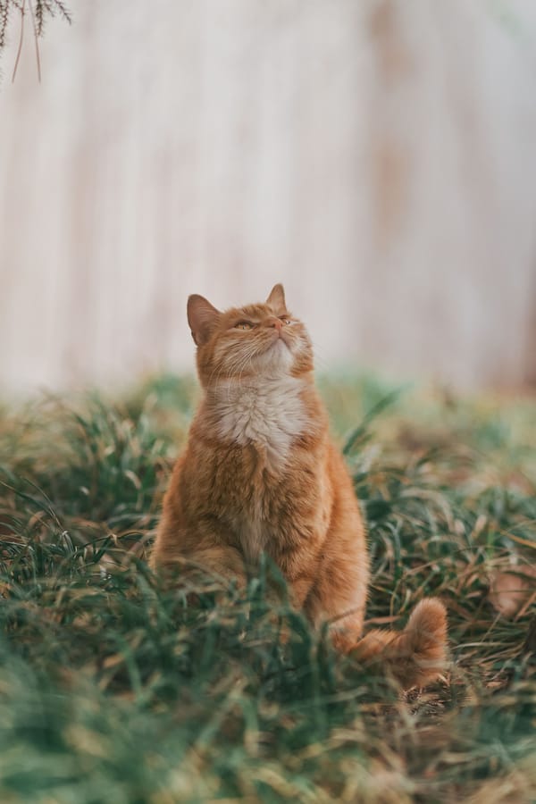 Обои
