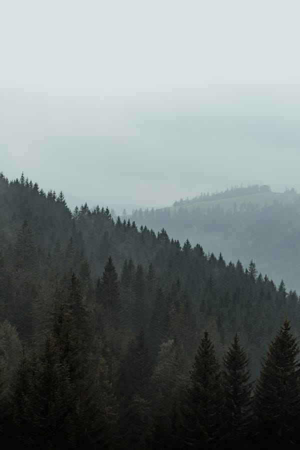 Обои