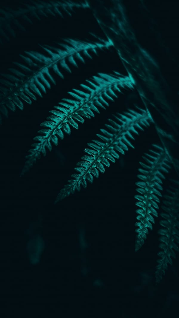 Обои