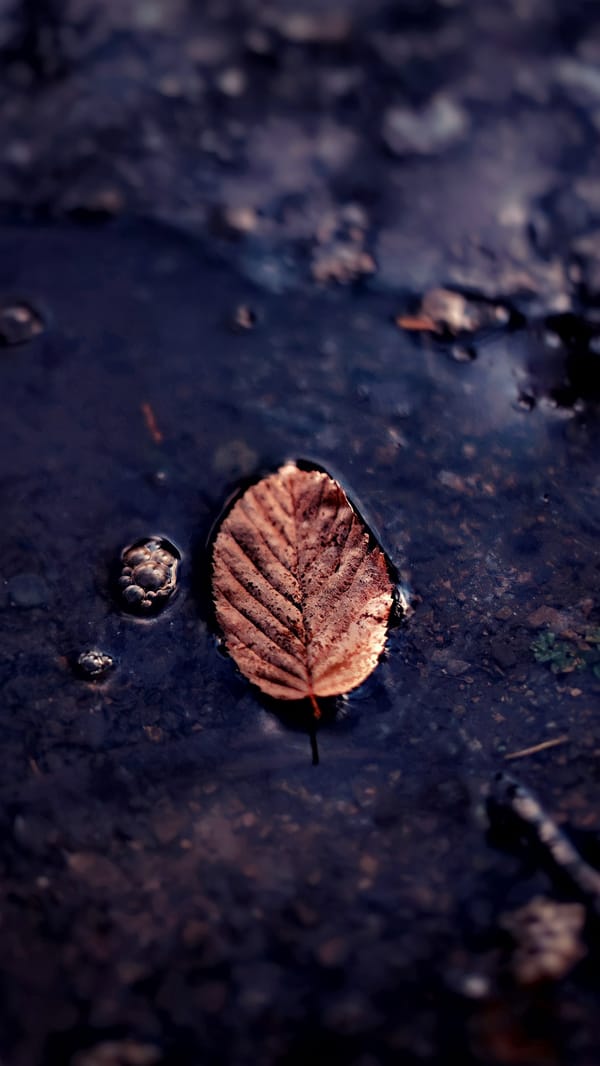 Обои