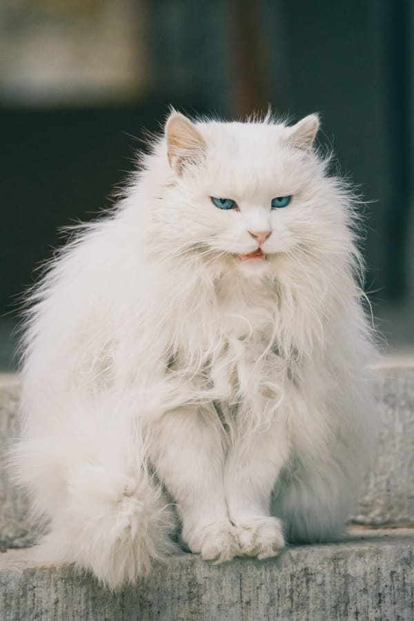 Обои