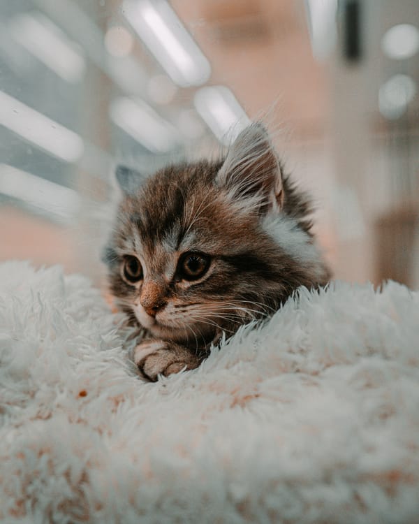 Обои