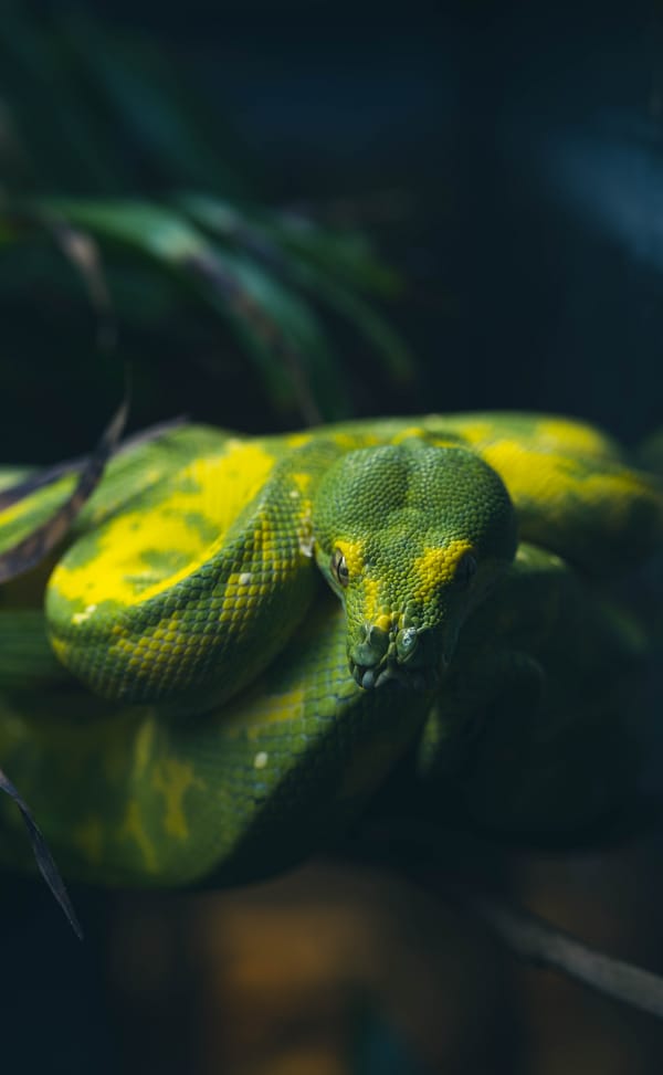Обои