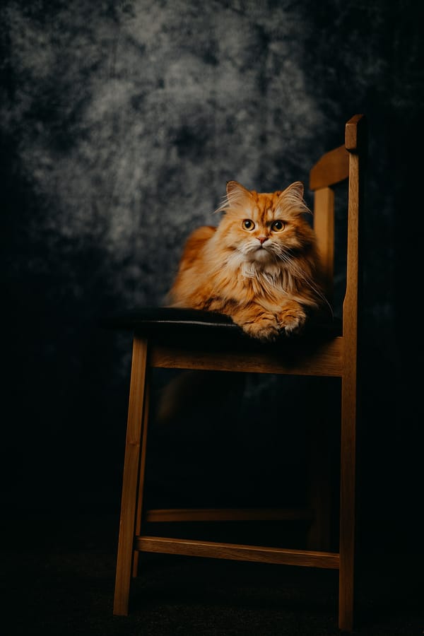 Обои