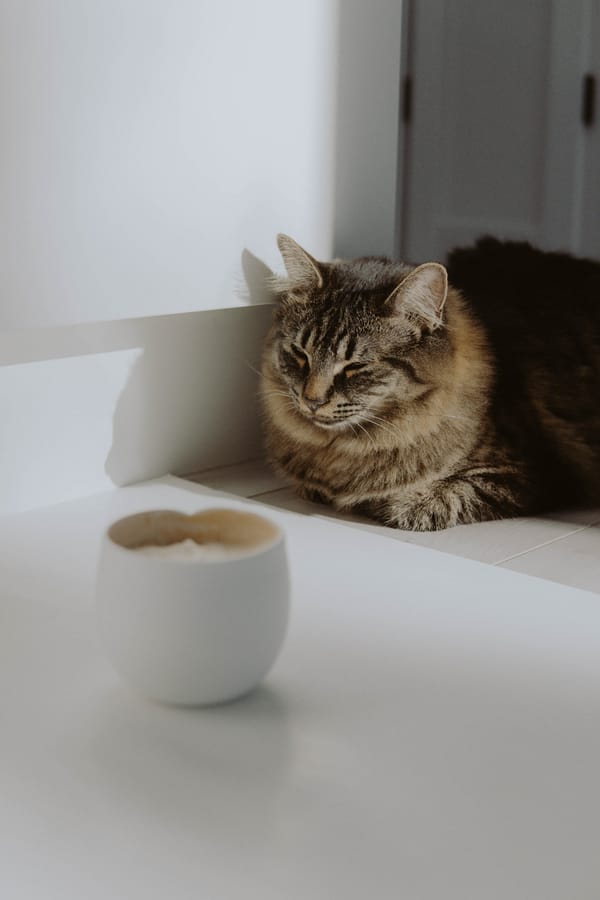 Обои