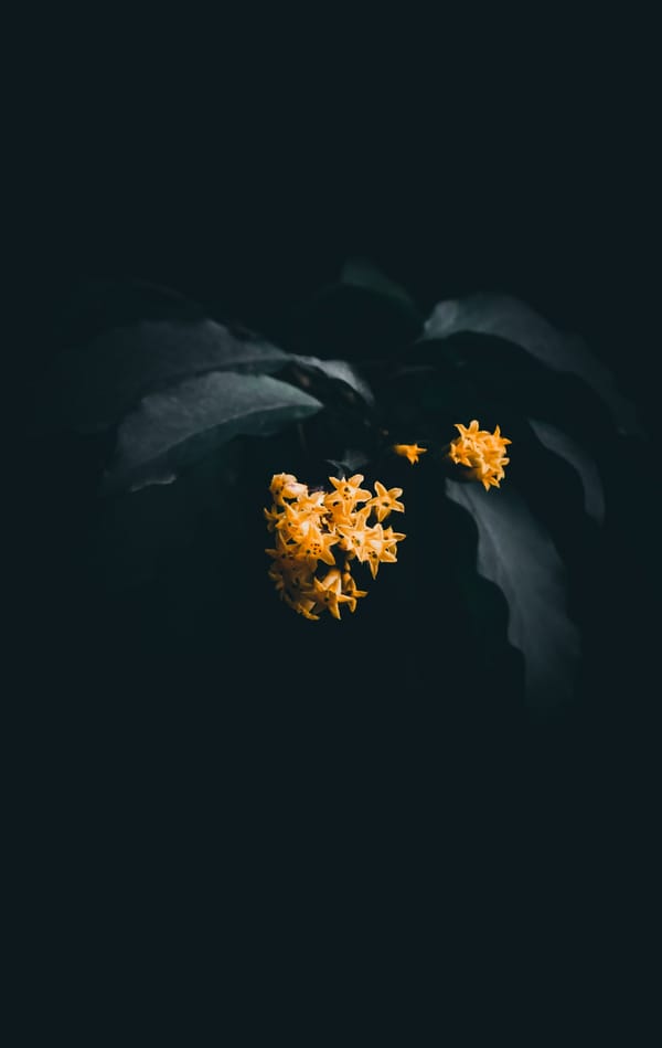 Обои