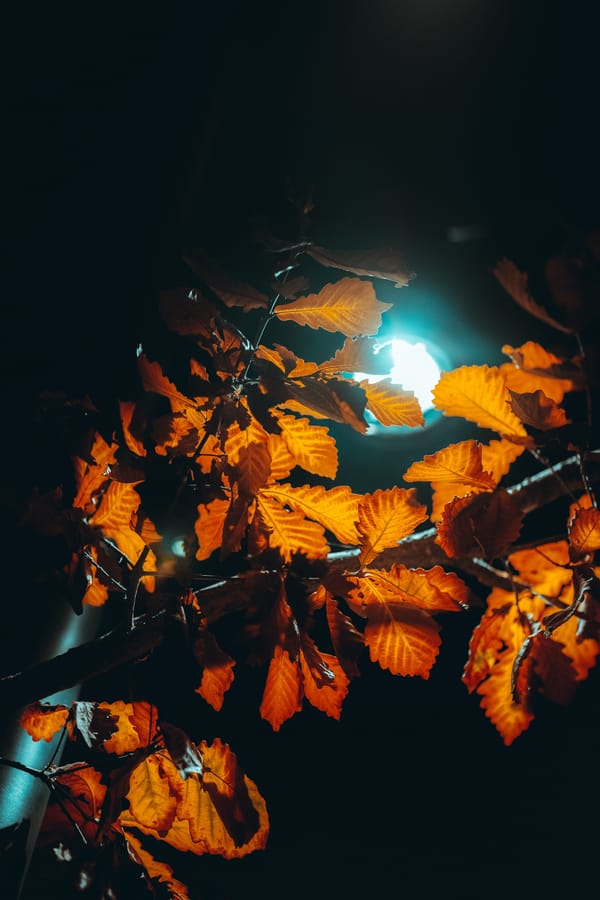 Обои