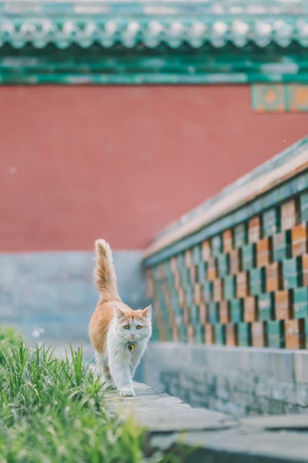 Обои