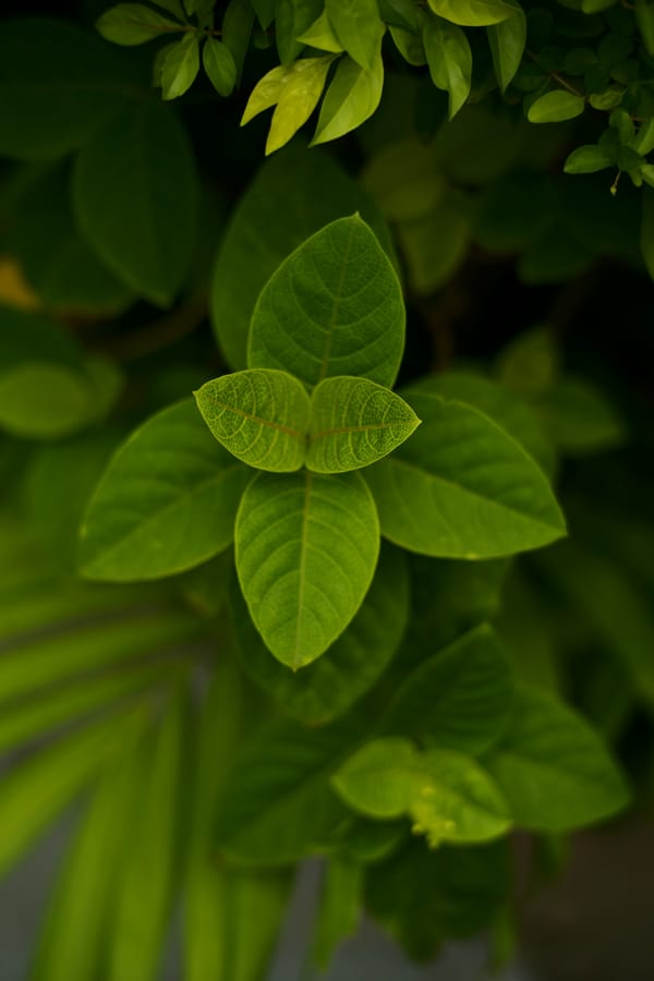 Обои