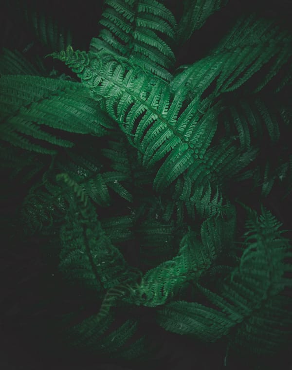Обои