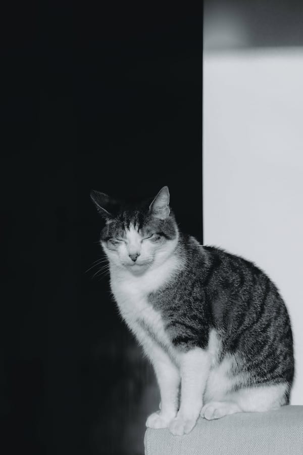 Обои